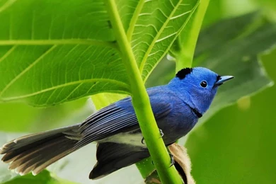 Download Wallpapers Free: Hd Birds Wallpapers