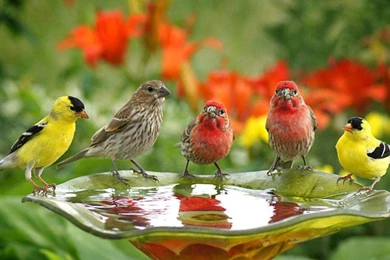 Birds Wallpapers Cute Birds Drink Water : Wallpapers13.com
