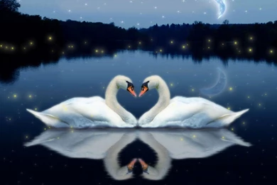 Lovely Birds Wallpapers Free Download Images