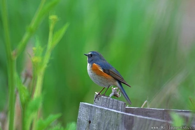 A Beautiful Bird － Animal Wallpapers   Free Download Wallpapers ...