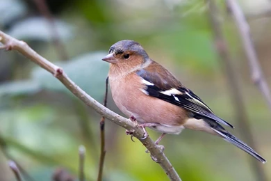 Humming Bird Wallpapers