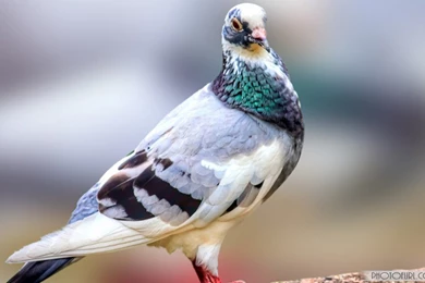 Cute Animal Wallpapers Free Download