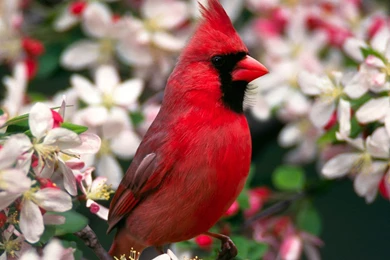 Bird Wallpapers Hd Download