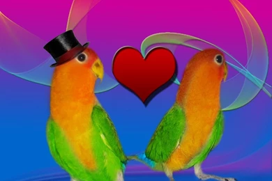 Love Bird Wallpapers   Wallpapers Cave