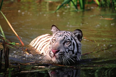 Tiger iPhone Free HD Backgrounds Full Screen HD Wallpapers ...