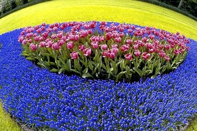 Beautiful Flowers Unique Wallpapers For Mobile Phones.jpg