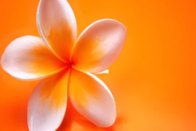 1440x1280 Mobile Phone Wallpapers Download   51   1440x1280 ...