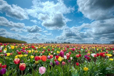 Tulip Fields Of Beautiful Flowers Wallpapers HD Free Download