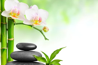 Spa Stones Bamboo Pink Flower Wallpapers HD For Desktop