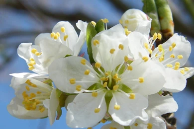 40 BEAUTIFUL FLOWER WALLPAPERS FREE TO DOWNLOAD.....   Godfather Style