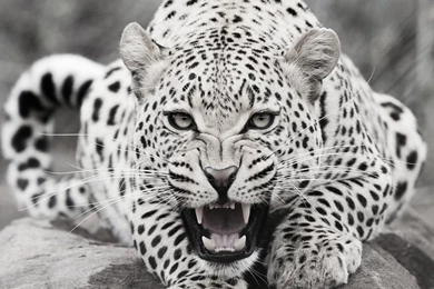 Black And White Leopard Desktop Backgrounds HD 2880x1800