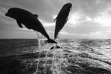 Black And White Wallpapers Of Dolphins