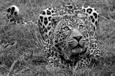 Animals & Birds Black And White African Leopard Wallpaper. Black ...