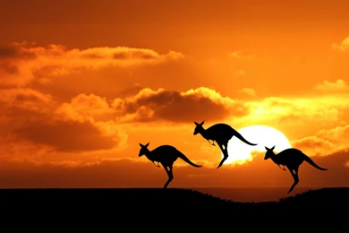 46 Kangaroo HD Wallpapers