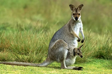 Kangaroo Images