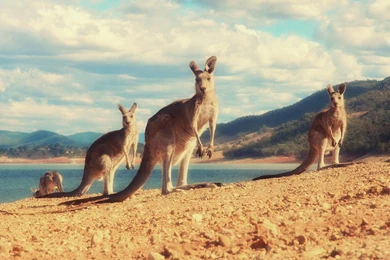 Kangaroo Wallpapers 14   HD Wallpaper Backgrounds