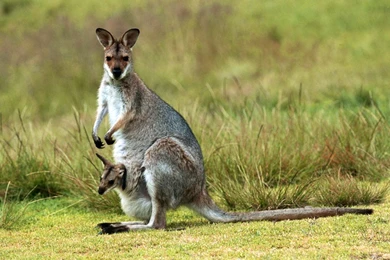 Kangaroo Wallpapers, Images, Photos, Pictures & Pics