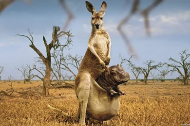 Awesome Kangaroo Wallpapers