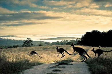 Kangaroo Wallpapers   Android Apps On Google Play