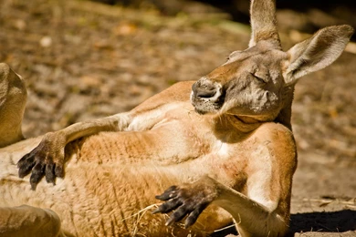 Kangaroo Images