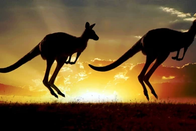 Kangaroo Sunset Wallpapers HD