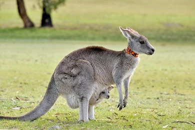 Kangaroo Wallpapers   Android Apps On Google Play