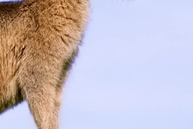 iPhone 6 Kangaroo Wallpapers HD, Desktop Backgrounds 750x1334