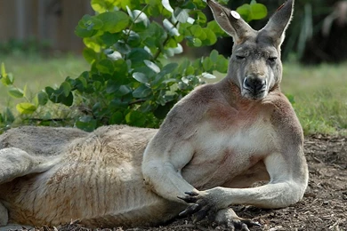 14 Quality Kangaroo Wallpapers, Animals