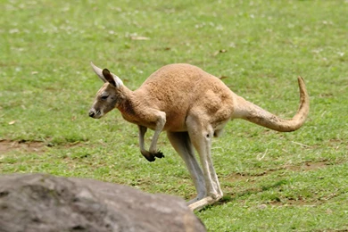 Lively And Cute Kangaroo Wallpapers 1920x1200 (16)