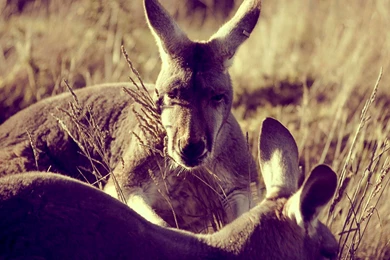 Lively And Cute Kangaroo Wallpapers 1920x1200 (05)