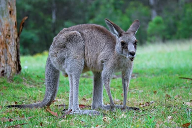 Amazing Kangaroo Wallpapers