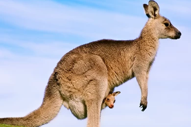 Ultra HD 4K Kangaroo Wallpapers HD, Desktop Backgrounds 3840x2400