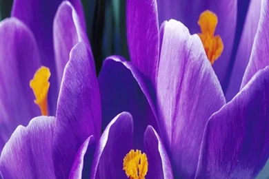 Top Nature Screensaver: Free Mobile Wallpapers And Screensaver