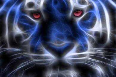 Blue Glowing Tiger HD Desktop Wallpapers : Widescreen : High ...