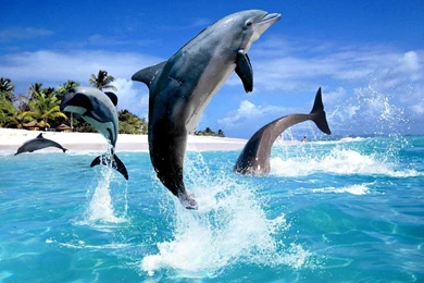 Dolphin HD Live Wallpapers   Android Apps On Google Play