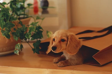 Dachshund Wallpapers   Wallpapers Cave