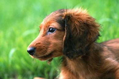 Dachshund Wallpapers   Wallpapers Cave