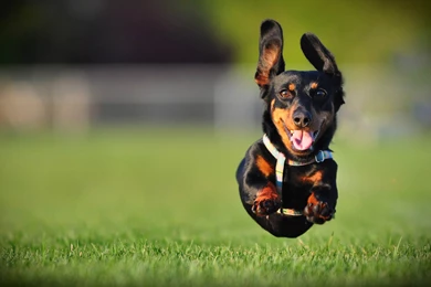 26 Dachshund HD Wallpapers