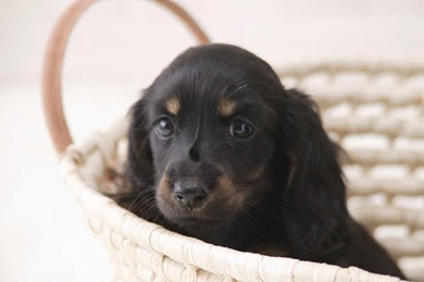 Miniature Dachshund Puppies Wallpapers   Puppy Miniature Dachshund ...