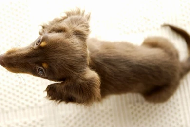 Free Wallpapers   Free Animal Wallpapers   Miniature Dachshund ...