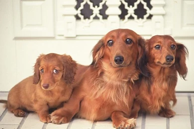 1600*1200 Three Miniature Dachshund Lying On Floor Photos4 ...