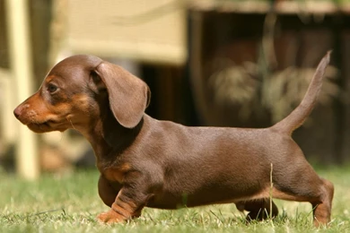 Mini Dachshund 93 Wide Wallpapers   DogBreedsWallpapers.com