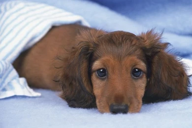 Dachshund Puppies Wallpapers