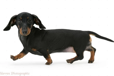 Dachshund Hd Cool 7 HD Wallpapers