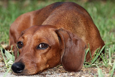 26 Dachshund HD Wallpapers