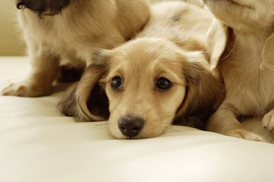 The World's Cutest Dog Boo Wallpapers Download