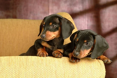 Pictures Of Dachshund Puppies   Wallpapers High Definition