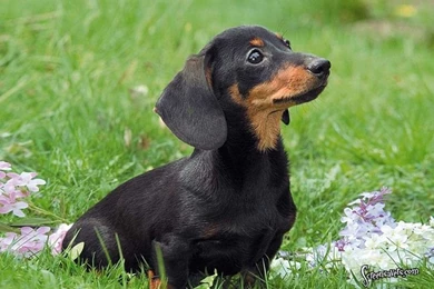 Mini Dachshund Wallpapers
