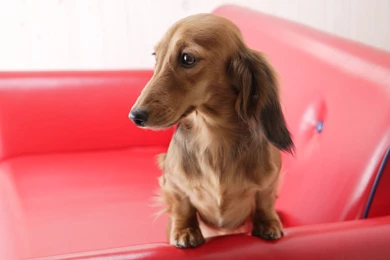 Animal_miniature_dachshund_2_1920x1200_44505_5.jpg