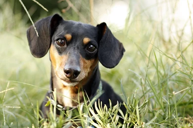 26 Dachshund HD Wallpapers